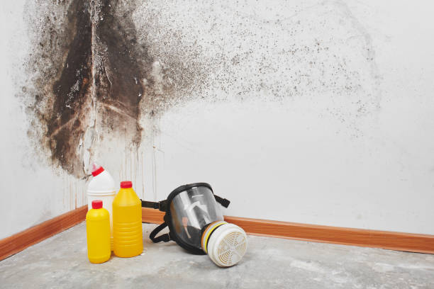 Best Local Mold Removal Service  in Heber Overgaard, AZ