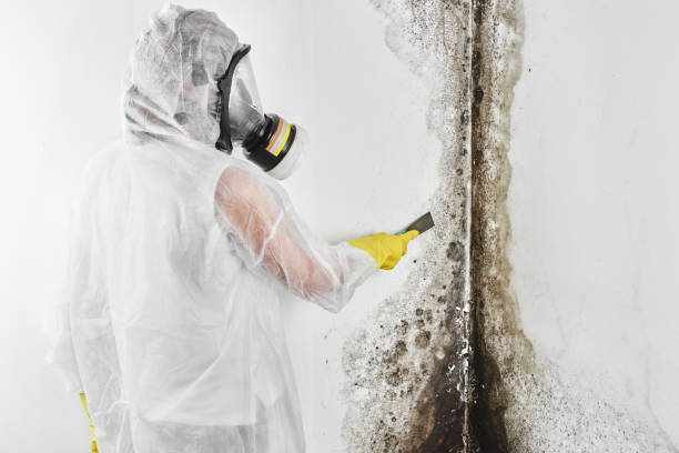 Best Mold Removal Company Near Me  in Heber Overgaard, AZ