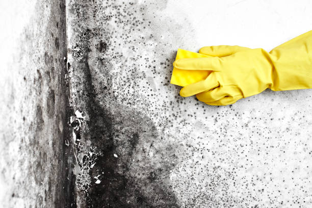 Best Local Mold Removal Service  in Heber Overgaard, AZ