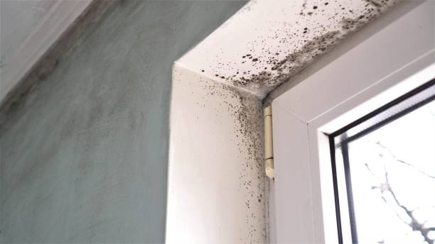 Best Residential Mold Removal  in Heber Overgaard, AZ