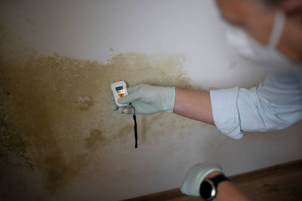 Best Professional Mold Removal  in Heber Overgaard, AZ