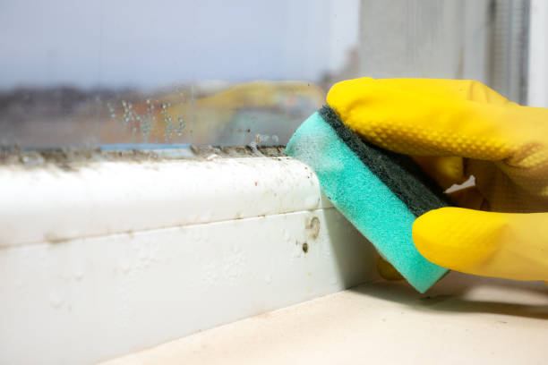 Best Office Mold Removal Services  in Heber Overgaard, AZ