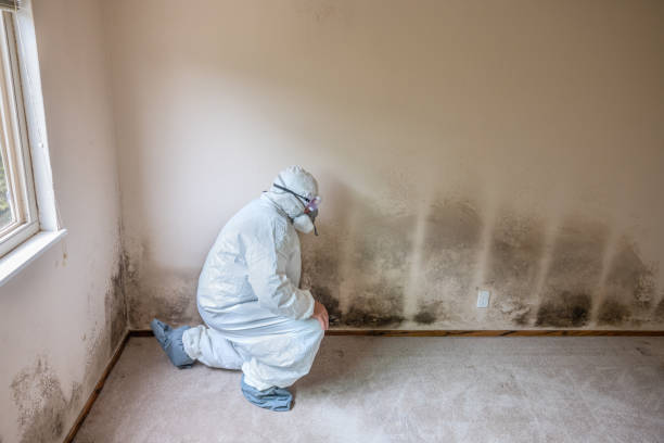 Home Mold Removal in Heber Overgaard, AZ