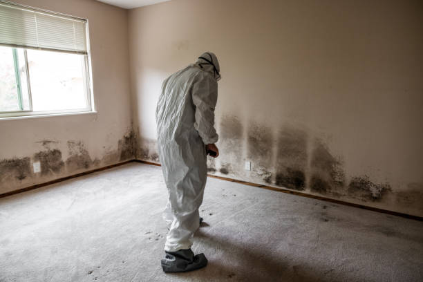 Best Same-Day Mold Removal  in Heber Overgaard, AZ