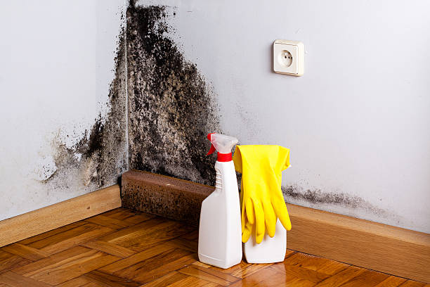 Best Mold Remediation Experts  in Heber Overgaard, AZ